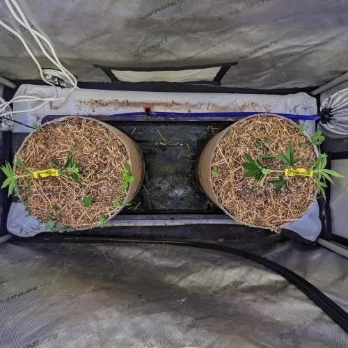Paloma Go-Time/Growers Love Genetics. Week 5