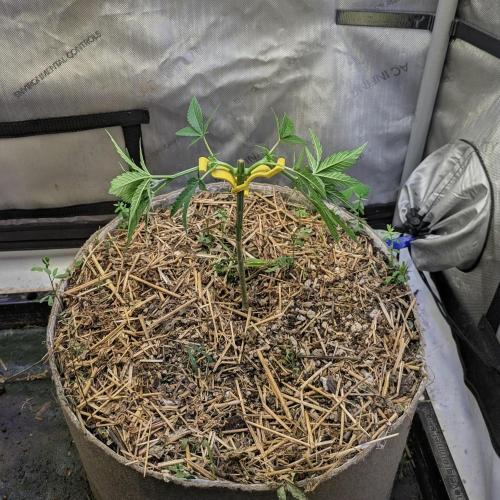 Paloma Go-Time/Growers Love Genetics. Week 5