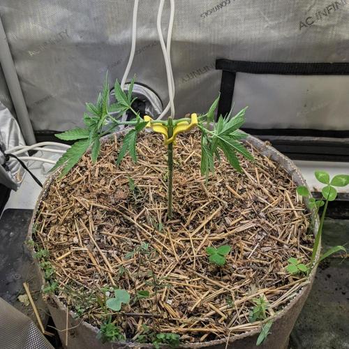 Paloma Go-Time/Growers Love Genetics. Week 5