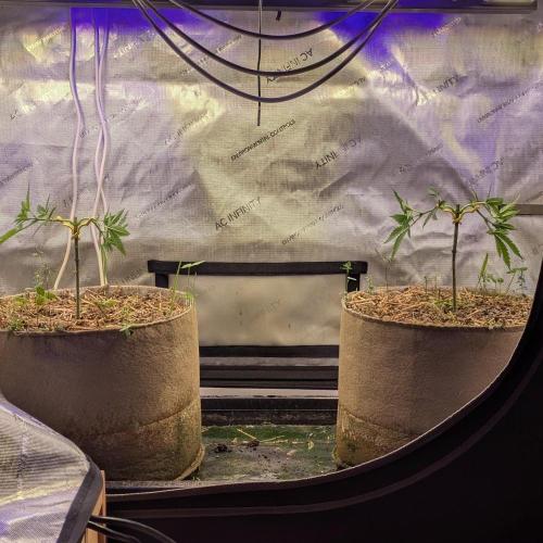 Paloma Go-Time/Growers Love Genetics. Week 5