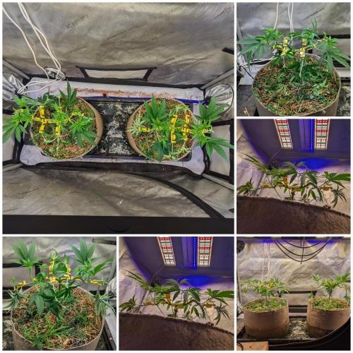 Paloma Go-Time/Growers Love Genetics. Week 6