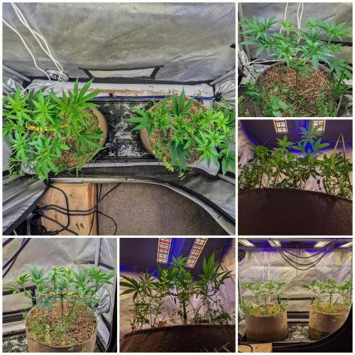 Paloma Go-Time/Growers Love Genetics. Week 6