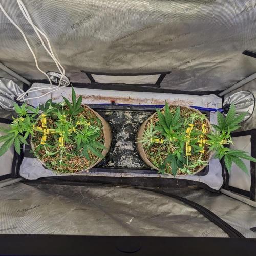 Paloma Go-Time/Growers Love Genetics. Week 6