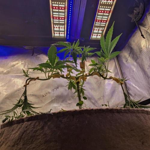 Paloma Go-Time/Growers Love Genetics. Week 6