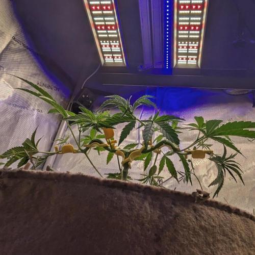 Paloma Go-Time/Growers Love Genetics. Week 6