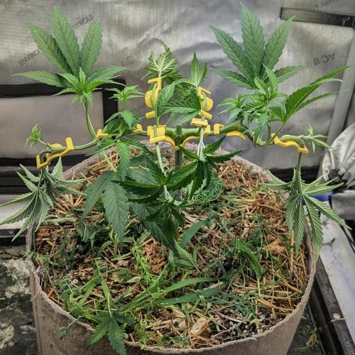 Paloma Go-Time/Growers Love Genetics. Week 6