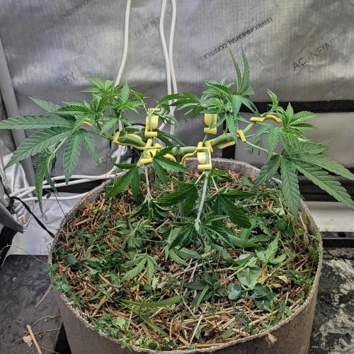 Paloma Go-Time/Growers Love Genetics. Week 6
