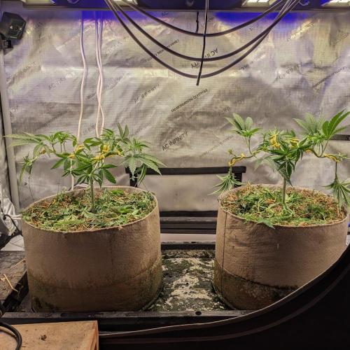 Paloma Go-Time/Growers Love Genetics. Week 6