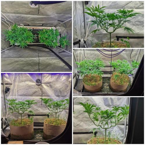 Paloma Go-Time/Growers Love Genetics. Week 7