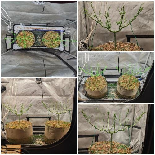 Paloma Go-Time/Growers Love Genetics. Week 7