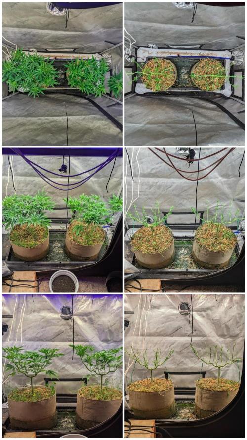 Paloma Go-Time/Growers Love Genetics. Week 7
