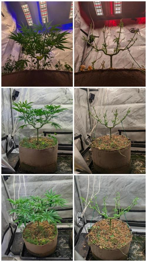 Paloma Go-Time/Growers Love Genetics. Week 7