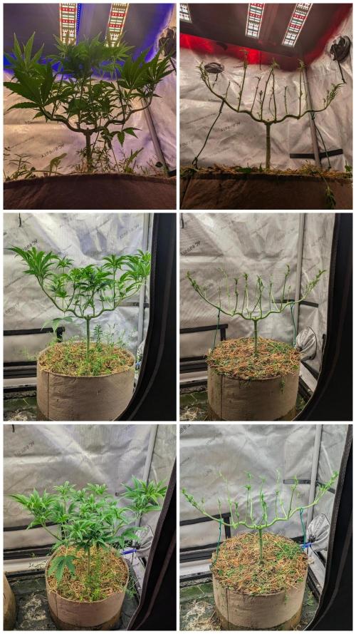 Paloma Go-Time/Growers Love Genetics. Week 7