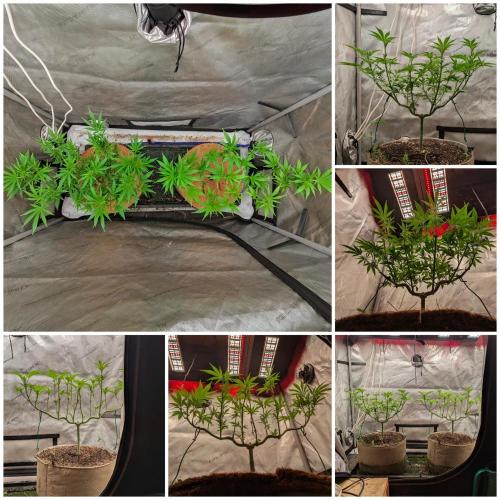 Paloma Go-Time/Growers Love Genetics. Week 8