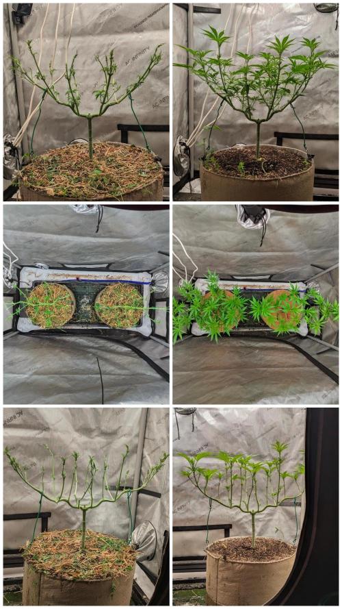 Paloma Go-Time/Growers Love Genetics. Week 8