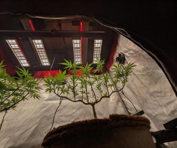 Paloma Go-Time/Growers Love Genetics. Week 8