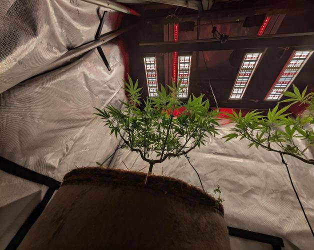 Paloma Go-Time/Growers Love Genetics. Week 8
