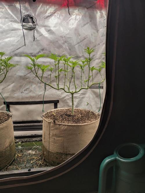 Paloma Go-Time/Growers Love Genetics. Week 8