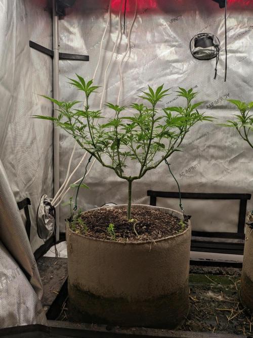 Paloma Go-Time/Growers Love Genetics. Week 8
