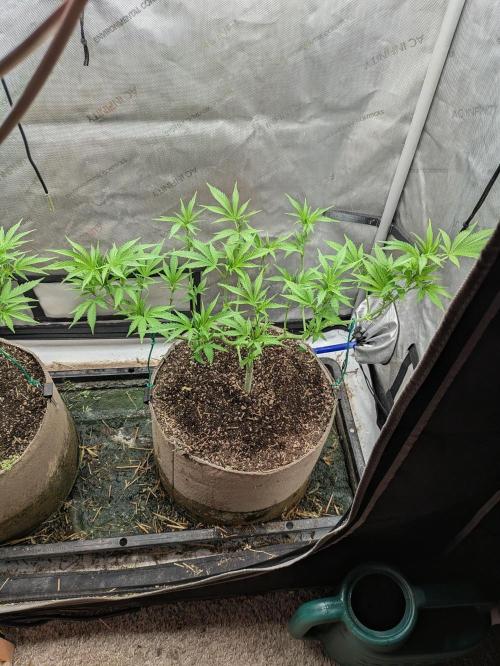 Paloma Go-Time/Growers Love Genetics. Week 8