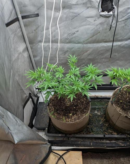 Paloma Go-Time/Growers Love Genetics. Week 8