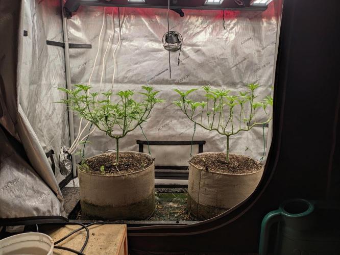 Paloma Go-Time/Growers Love Genetics. Week 8