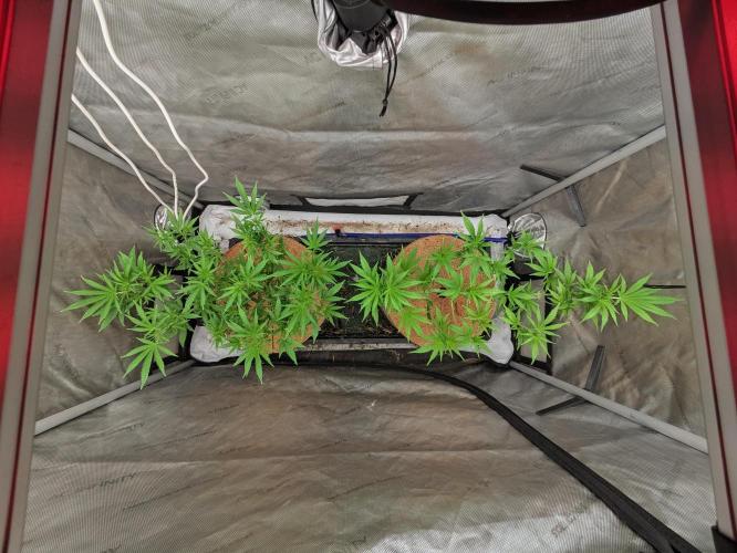 Paloma Go-Time/Growers Love Genetics. Week 8