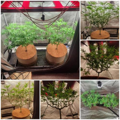 Paloma Go-Time/Growers Love Genetics. Week 9