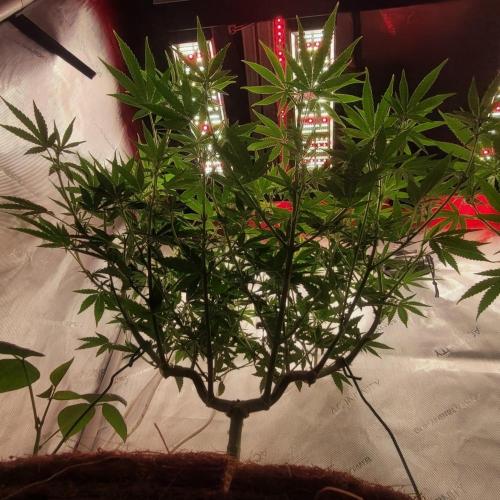 Paloma Go-Time/Growers Love Genetics. Week 9