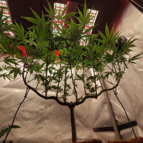 Paloma Go-Time/Growers Love Genetics. Week 9