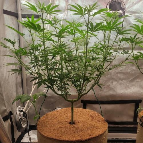 Paloma Go-Time/Growers Love Genetics. Week 9