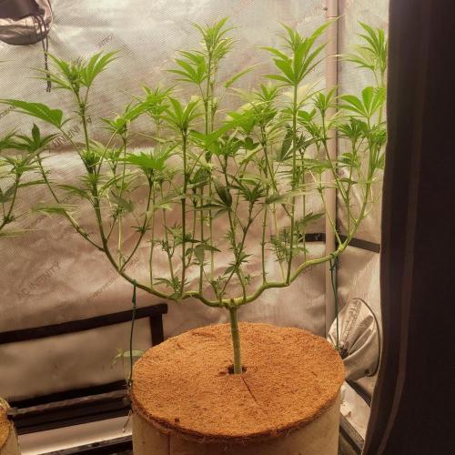 Paloma Go-Time/Growers Love Genetics. Week 9