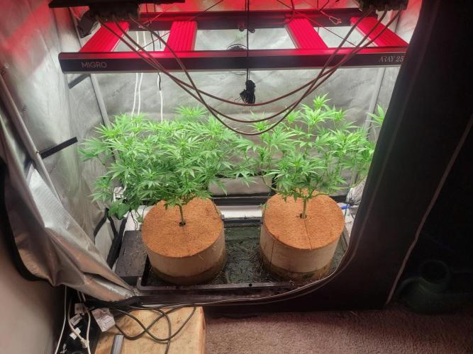 Paloma Go-Time/Growers Love Genetics. Week 9