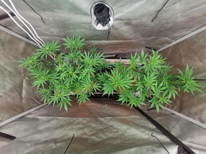 Paloma Go-Time/Growers Love Genetics. Week 9