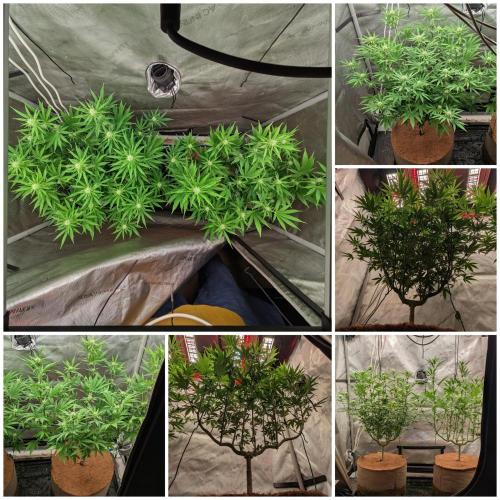 Paloma Go-Time/Growers Love Genetics. Week 10