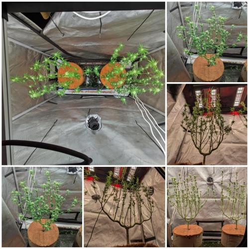 Paloma Go-Time/Growers Love Genetics. Week 10