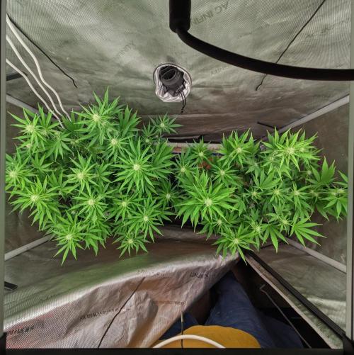 Paloma Go-Time/Growers Love Genetics. Week 10