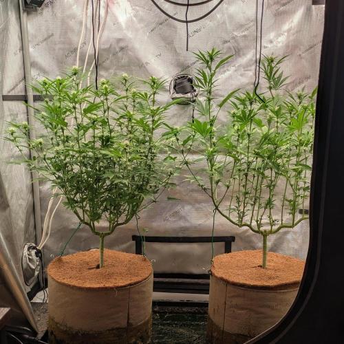 Paloma Go-Time/Growers Love Genetics. Week 10