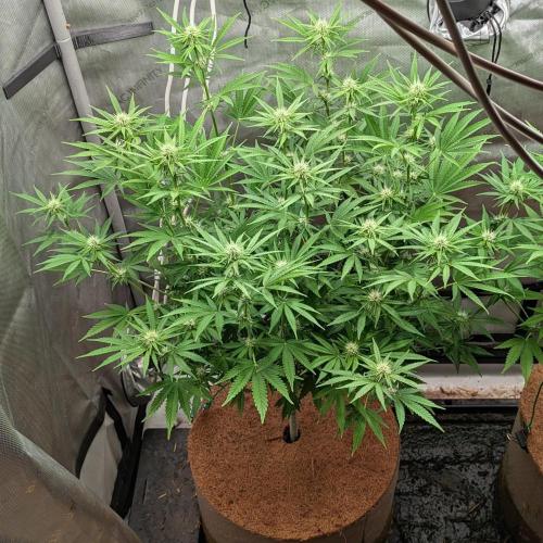 Paloma Go-Time/Growers Love Genetics. Week 10