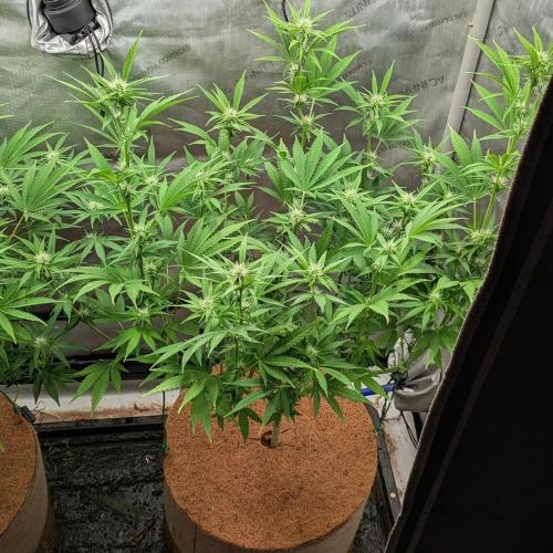 Paloma Go-Time/Growers Love Genetics. Week 10