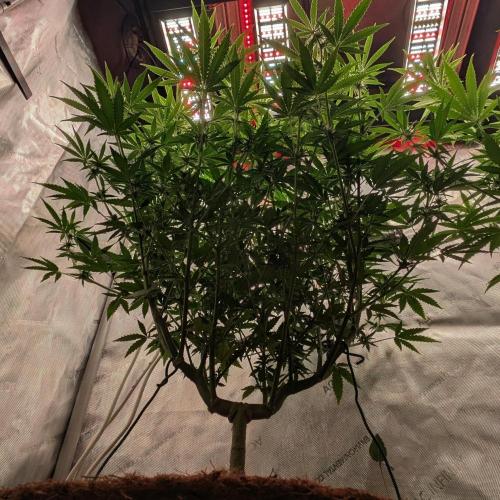 Paloma Go-Time/Growers Love Genetics. Week 10