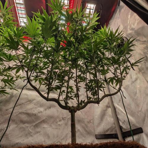 Paloma Go-Time/Growers Love Genetics. Week 10