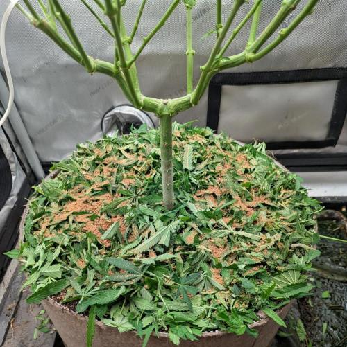 Paloma Go-Time/Growers Love Genetics. Week 10