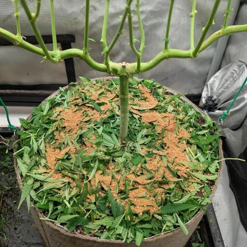 Paloma Go-Time/Growers Love Genetics. Week 10
