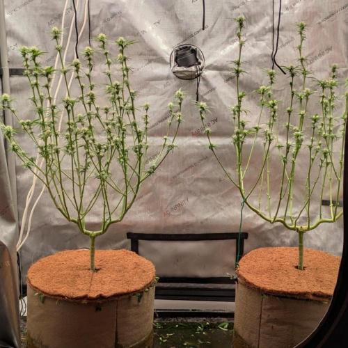 Paloma Go-Time/Growers Love Genetics. Week 10