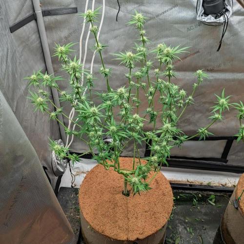 Paloma Go-Time/Growers Love Genetics. Week 10