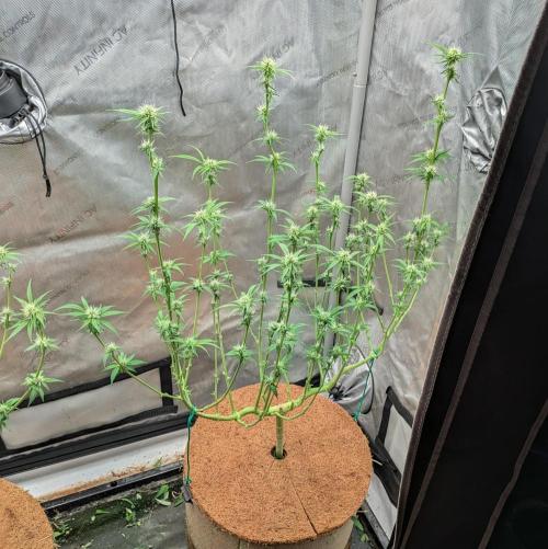 Paloma Go-Time/Growers Love Genetics. Week 10