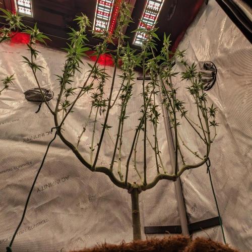 Paloma Go-Time/Growers Love Genetics. Week 10