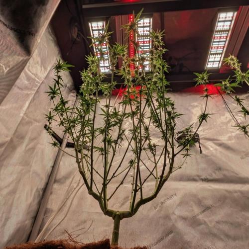 Paloma Go-Time/Growers Love Genetics. Week 10