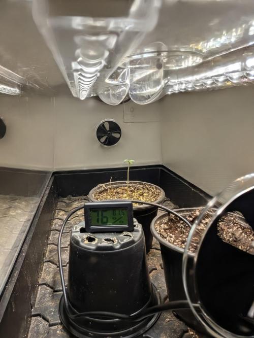 Cherry Paloma S1 (JR's Cut) Growerslove. Week 0